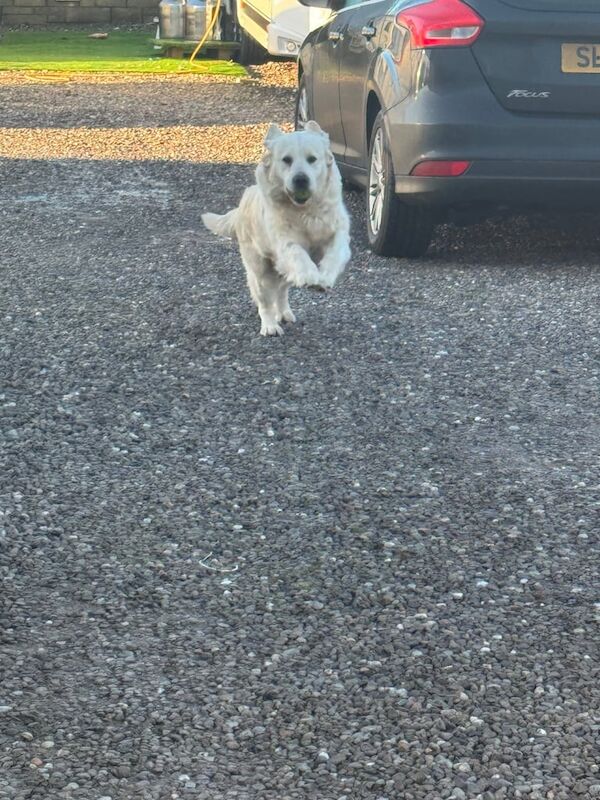 Golden retriever for sale in Kelty, Fife