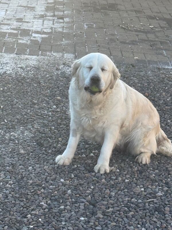 Golden retriever for sale in Kelty, Fife - Image 2