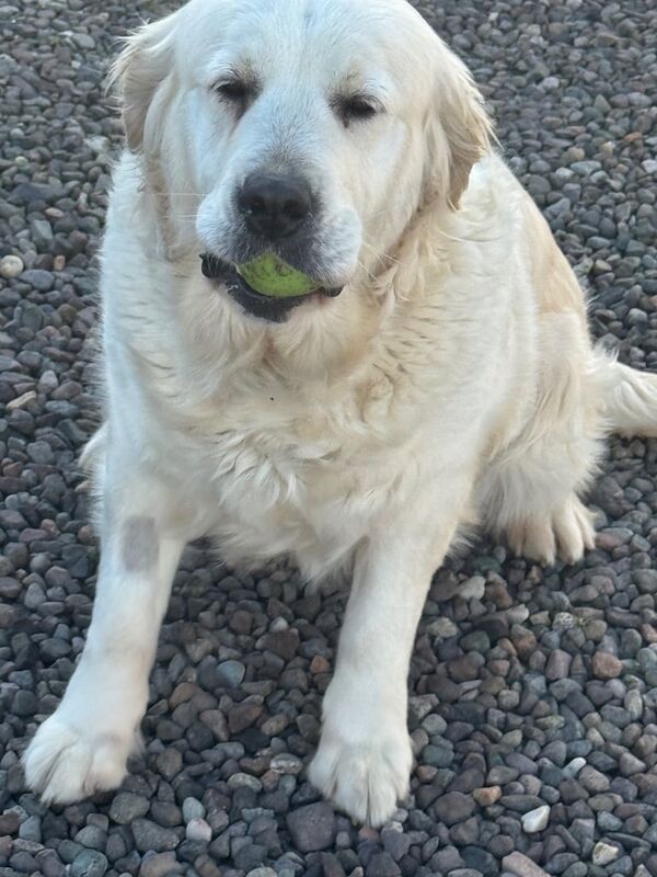 Golden retriever for sale in Kelty, Fife - Image 3