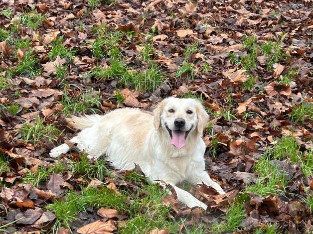 Golden retriever for sale in Stockport, Greater Manchester