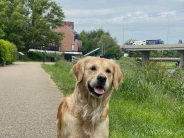 Golden retriever for sale in Stockport, Greater Manchester - Image 2