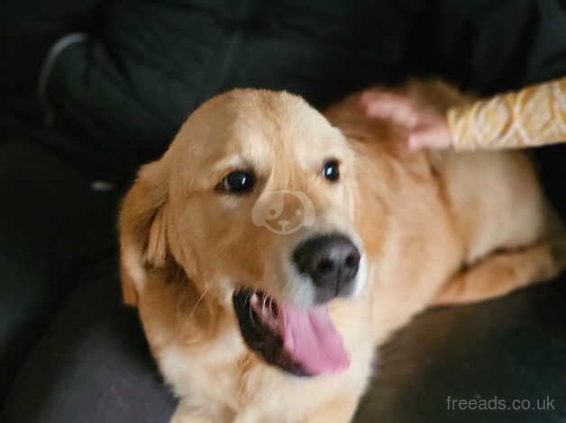 Golden Retriever for Sale - Microchipped & Vaccinated for sale in Wigan, Greater Manchester