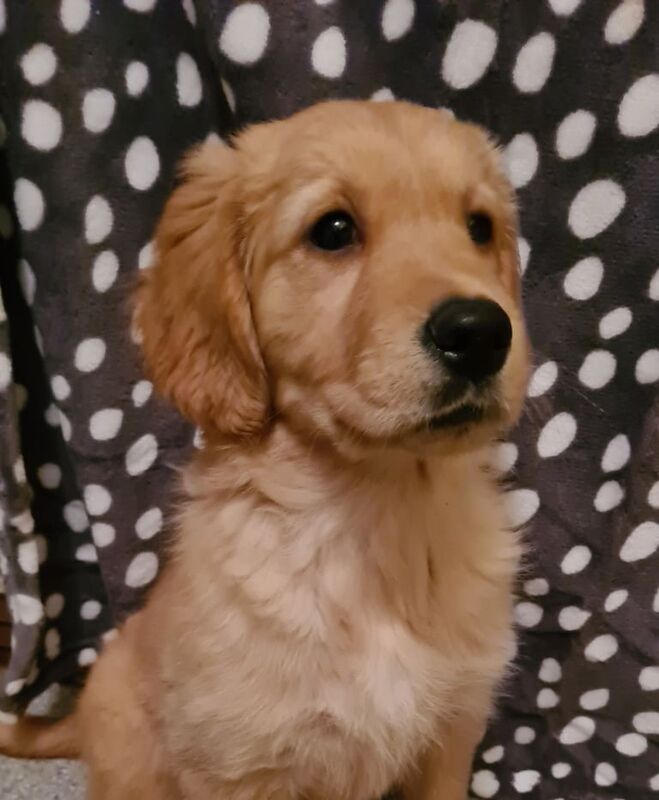 Golden retriever girl for sale in Seaham, County Durham