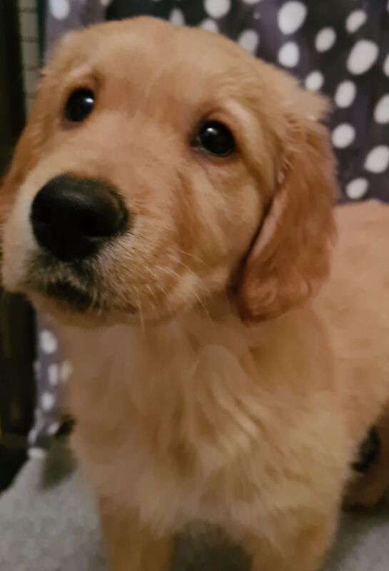 Golden retriever girl for sale in Seaham, County Durham - Image 2