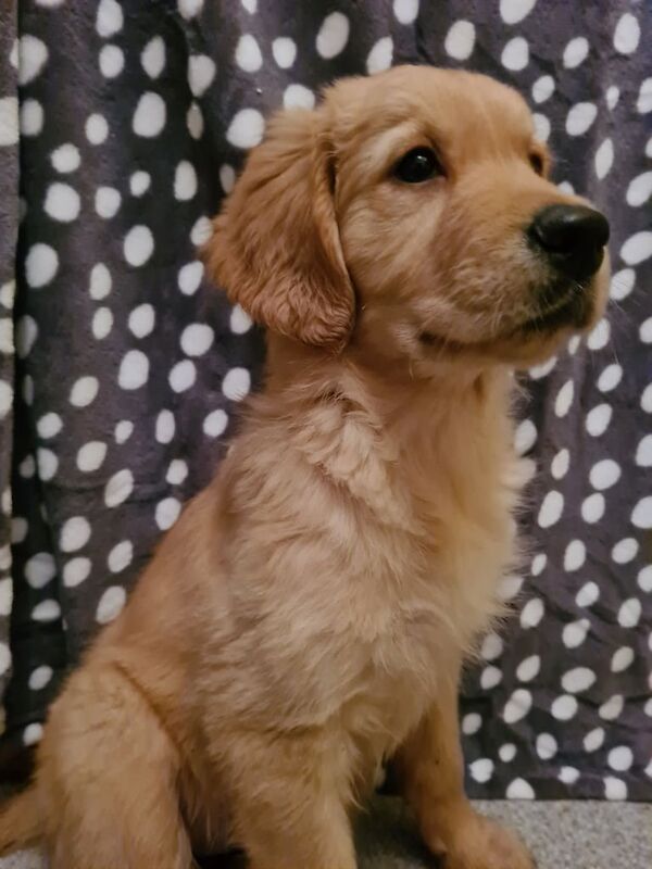 Golden retriever girl for sale in Seaham, County Durham - Image 3