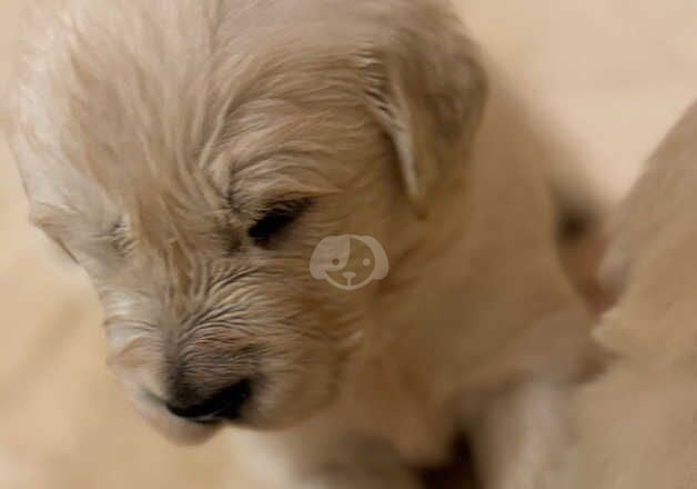 Golden Retriever Glasgow pedigree for sale in Glasgow, Glasgow City - Image 3