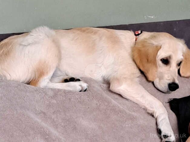 Golden retriever for sale in Birmingham, West Midlands - Image 1