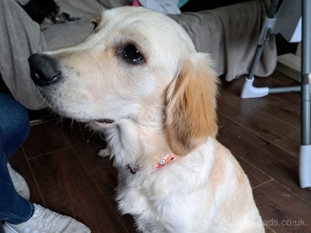 Golden retriever for sale in Birmingham, West Midlands - Image 3