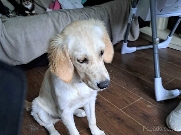 Golden retriever for sale in Birmingham, West Midlands - Image 4