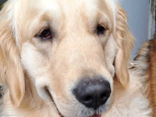 Golden retriever for sale in Birmingham, West Midlands - Image 1