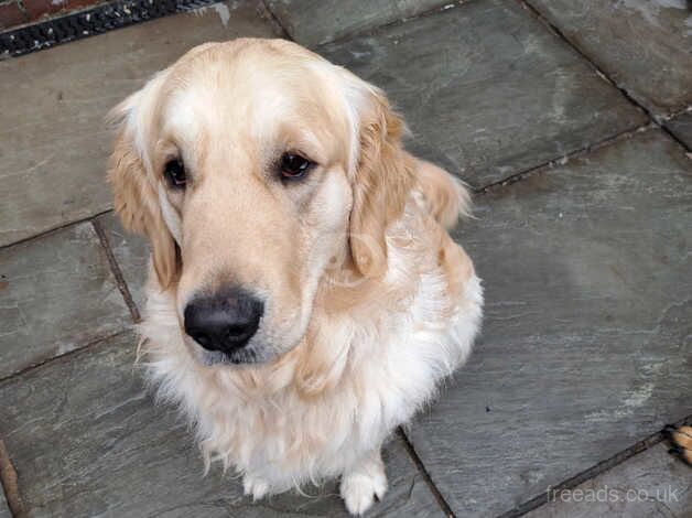 Golden retriever for sale in Birmingham, West Midlands - Image 2