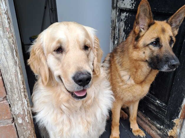 Golden retriever for sale in Birmingham, West Midlands - Image 3