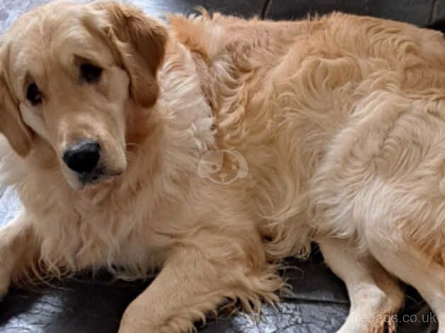 Golden retriever for sale in Birmingham, West Midlands - Image 4