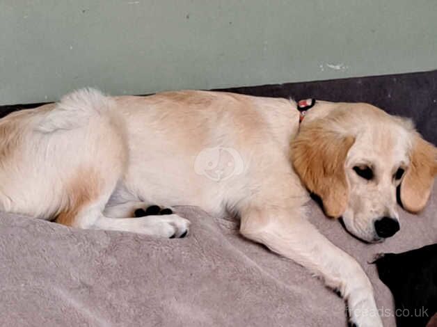 Golden retriever for sale in Birmingham, West Midlands - Image 1