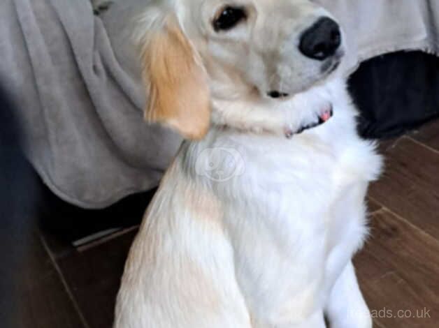 Golden retriever for sale in Birmingham, West Midlands - Image 3