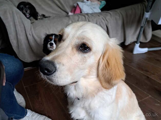 Golden retriever for sale in Birmingham, West Midlands - Image 4