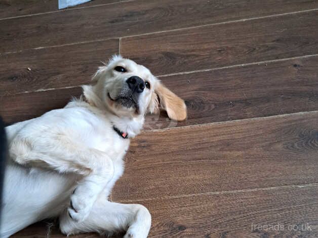 Golden retriever for sale in Birmingham, West Midlands - Image 5