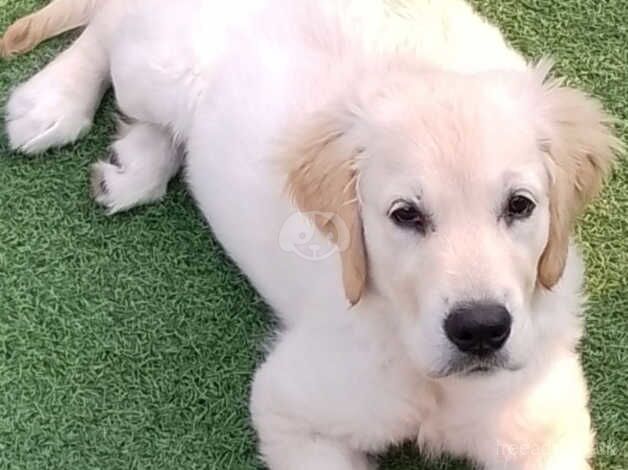 Golden retriever for sale in Chester, Cheshire