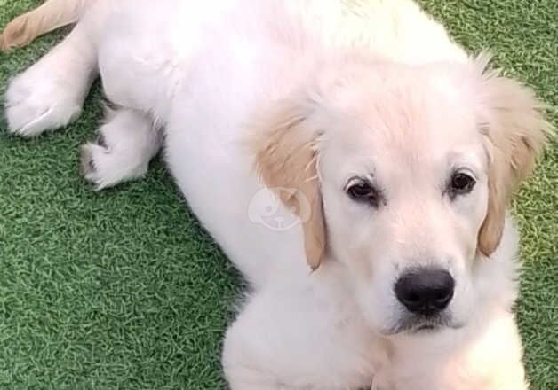 Golden Retriever for sale in Chester, Cheshire