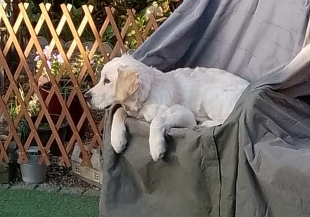 Golden Retrievers for sale in Chester, Cheshire