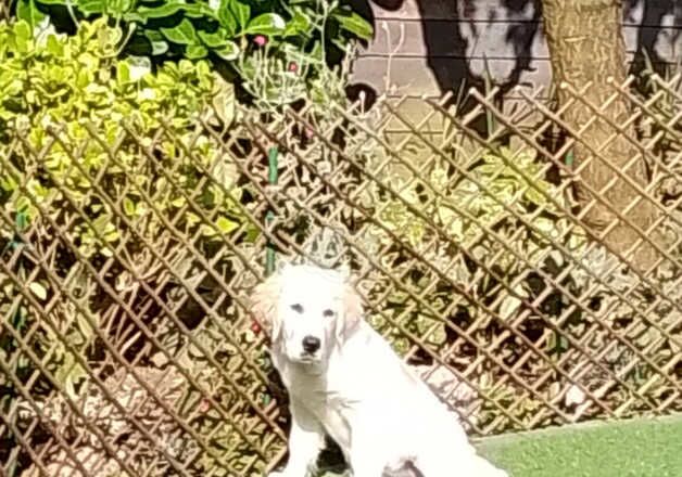 Golden Retriever for sale in Chester, Cheshire - Image 4