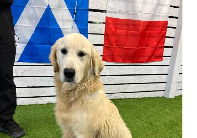 Golden Retriever for sale in Dronfield, Derbyshire