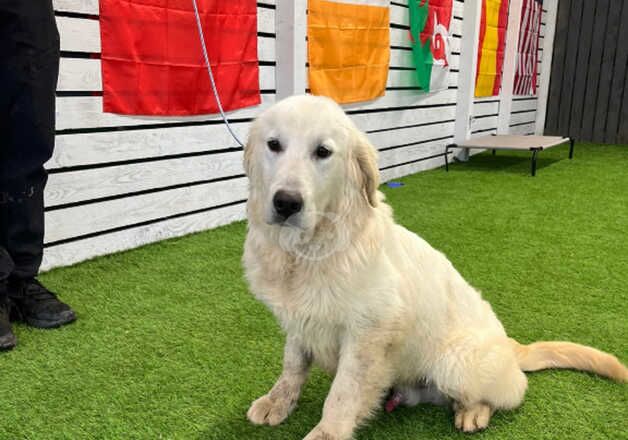 Golden Retrievers for sale in Dronfield, Derbyshire