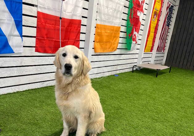 Golden Retriever for sale in Dronfield, Derbyshire - Image 5