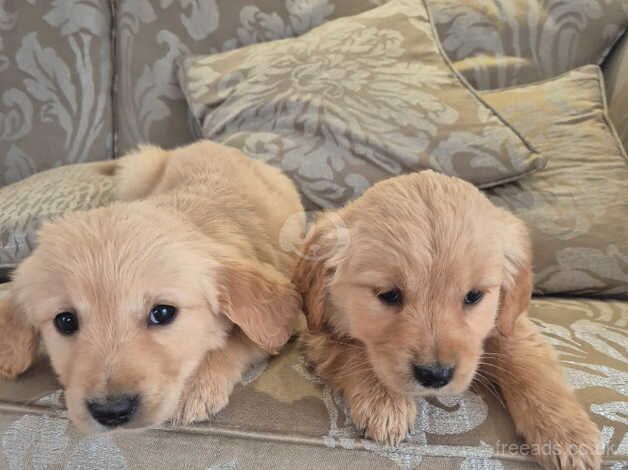 Golden retriever for sale in Livingston, West Lothian