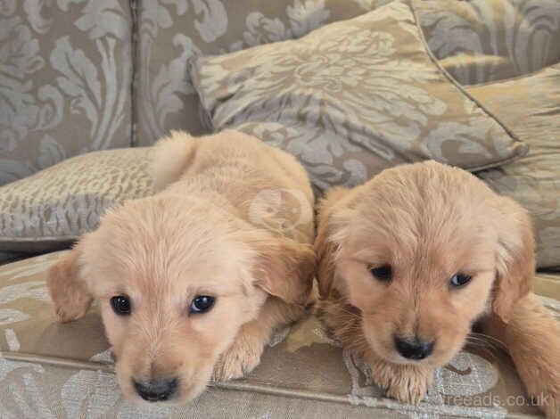 Golden Retrievers for sale in Livingston, West Lothian