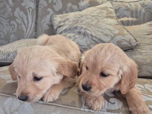 Golden Retriever Puppies for sale