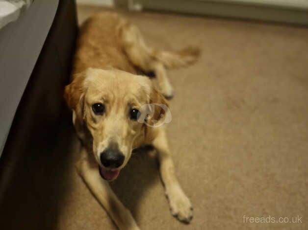 Golden Retriever for sale in Merthyr Tydfil - Image 1