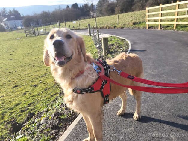 Golden Retriever for sale in Merthyr Tydfil - Image 1