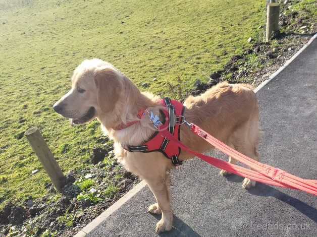 Golden Retriever for sale in Merthyr Tydfil - Image 2