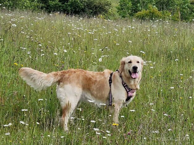 Golden Retriever for sale in Merthyr Tydfil - Image 4