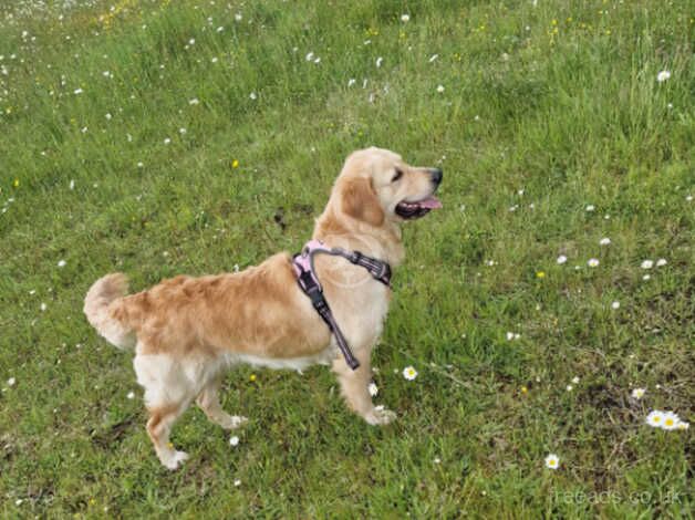 Golden Retriever for sale in Merthyr Tydfil - Image 5