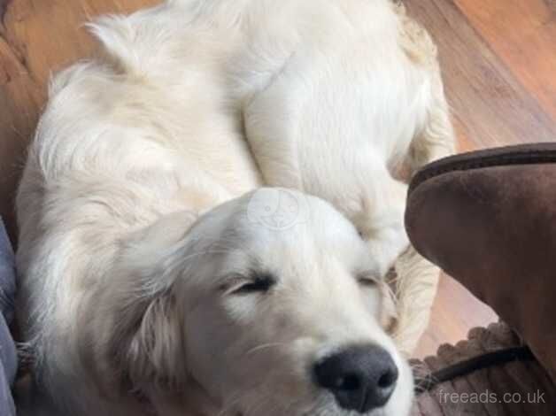 Golden retriever for sale in Newry, Newry and Mourne - Image 3