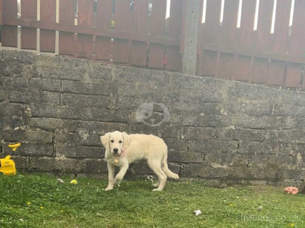 Golden Retriever Puppies for sale