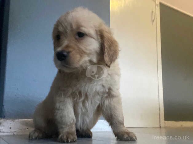 Golden retriever last of litter for sale in Glasgow, North Lanarkshire - Image 1