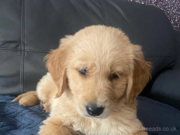 Golden retriever last of litter for sale in Glasgow, North Lanarkshire - Image 2