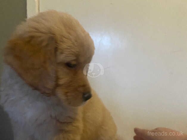 Golden retriever last of litter for sale in Glasgow, North Lanarkshire - Image 3