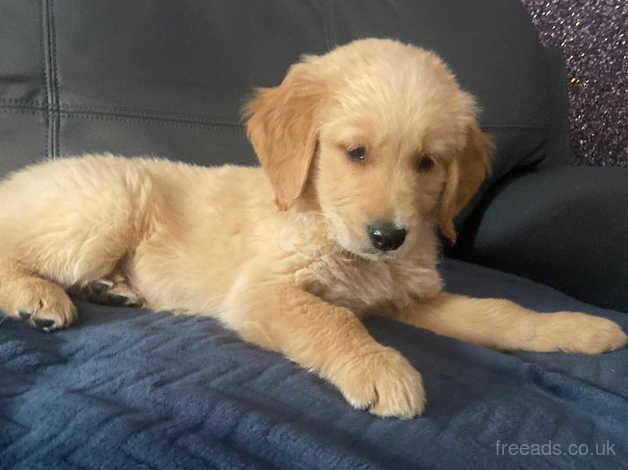 Golden retriever last of litter for sale in Glasgow, North Lanarkshire - Image 5