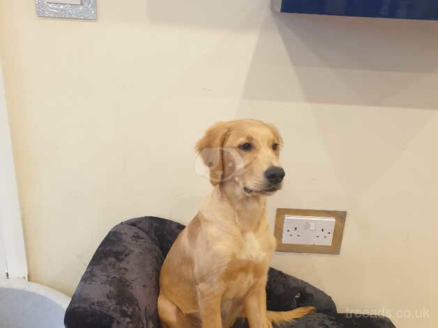 Golden retriever male for sale in Bolton, East Lothian - Image 2