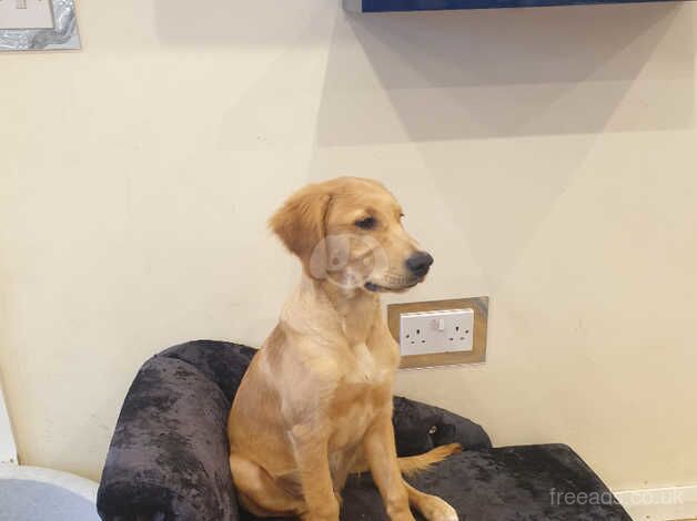 Golden retriever male for sale in Bolton, East Lothian - Image 3