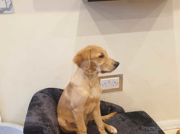 Golden retriever male for sale in Bolton, East Lothian - Image 4