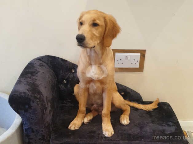 Golden retriever male for sale in Bolton, East Lothian - Image 5