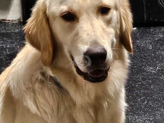 Golden retriever male for sale in Poole, Dorset