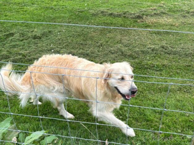 Golden retriever Male Neutered 2 years old for sale in Holsworthy, Devon