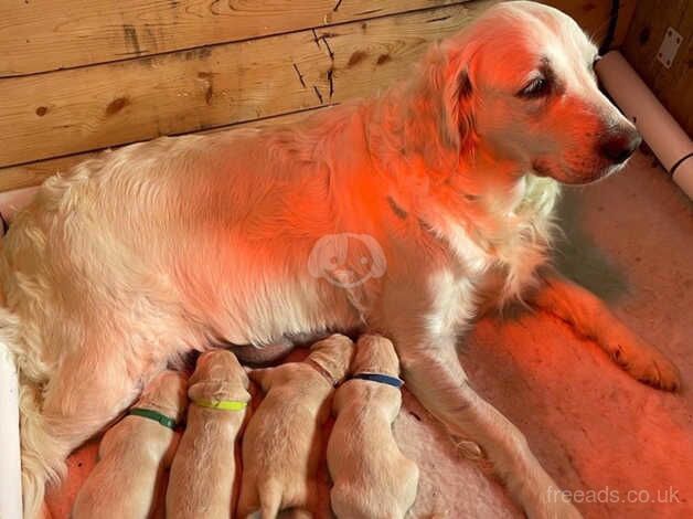 Golden retriever pedigree puppies for sale in Abingdon, Oxfordshire - Image 1