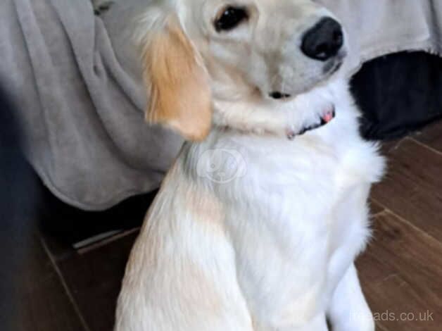 Golden retriever pup for sale in Birmingham, West Midlands - Image 3